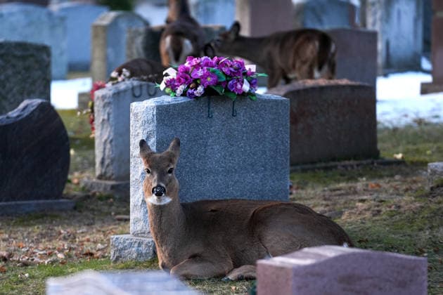 Deer in Toronto s Park Lawn Cemetery TORONTO, CANADA - DECEMBER 25 : A deer rests next to tombstones at Park Lawn Cemetery in Toronto, Ontario on Christmas Day, December 25, 2025. Mert Alper Dervis Anadolu Toronto Canada. Editorial use only. Please get in touch for any other usage.  Copyright: x2025xAnadoluxMertxAlperxDervisx