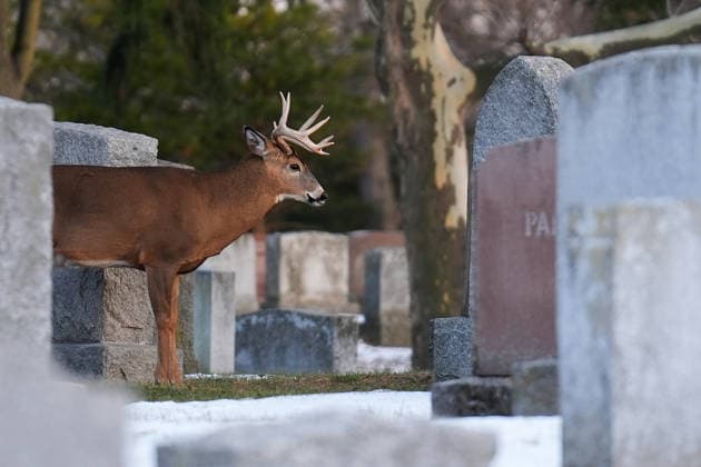 Deer in Toronto s Park Lawn Cemetery TORONTO, CANADA - DECEMBER 25 : A deer walks between tombstones at Park Lawn Cemetery in Toronto, Ontario on Christmas Day, December 25, 2025. Mert Alper Dervis Anadolu Toronto Canada. Editorial use only. Please get in touch for any other usage.  Copyright: x2025xAnadoluxMertxAlperxDervisx