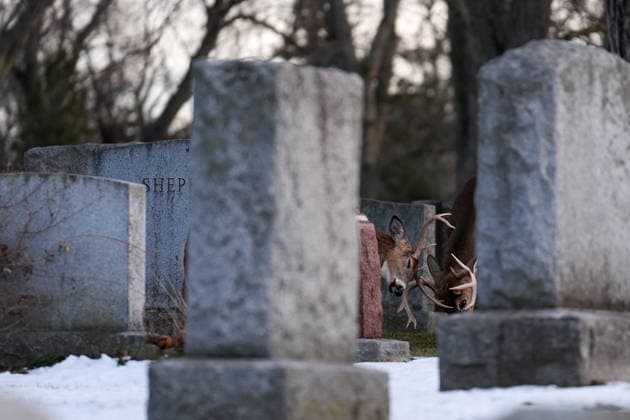 Deer in Toronto s Park Lawn Cemetery TORONTO, CANADA - DECEMBER 25 : Two deer are seen between tombstones at Park Lawn Cemetery in Toronto, Ontario on Christmas Day, December 25, 2025. Mert Alper Dervis Anadolu Toronto Canada. Editorial use only. Please get in touch for any other usage.  Copyright: x2025xAnadoluxMertxAlperxDervisx
