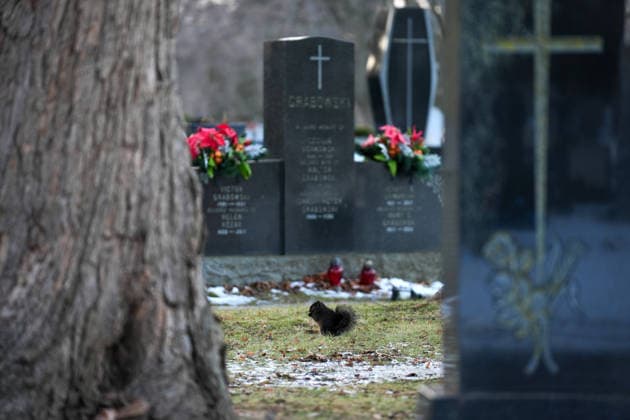 Deer in Toronto s Park Lawn Cemetery TORONTO, CANADA - DECEMBER 25 : A squirrel is seen between tombstones at the snow-covered Park Lawn Cemetery in Toronto, Ontario on Christmas Day, December 25, 2025. Mert Alper Dervis Anadolu Toronto Canada. Editorial use only. Please get in touch for any other usage.  Copyright: x2025xAnadoluxMertxAlperxDervisx