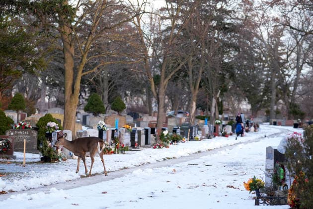 Deer in Toronto s Park Lawn Cemetery TORONTO, CANADA - DECEMBER 25 : A deer walks between tombstones at the snow-covered Park Lawn Cemetery in Toronto, Ontario on Christmas Day, December 25, 2025. Mert Alper Dervis Anadolu Toronto Canada. Editorial use only. Please get in touch for any other usage.  Copyright: x2025xAnadoluxMertxAlperxDervisx