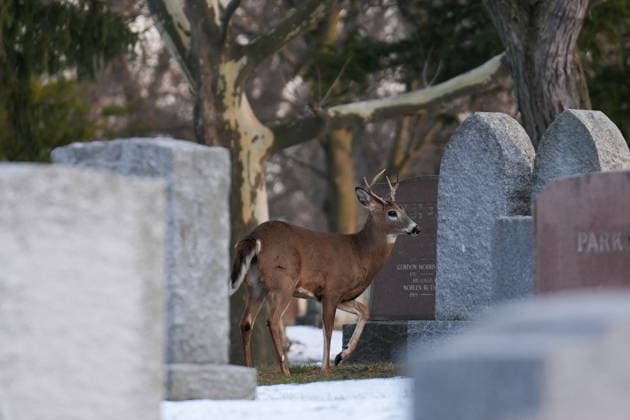 Deer in Toronto s Park Lawn Cemetery TORONTO, CANADA - DECEMBER 25 : A deer walks between tombstones at Park Lawn Cemetery in Toronto, Ontario on Christmas Day, December 25, 2025. Mert Alper Dervis Anadolu Toronto Canada. Editorial use only. Please get in touch for any other usage.  Copyright: x2025xAnadoluxMertxAlperxDervisx