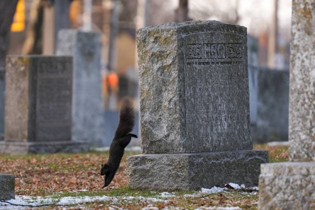 Deer in Toronto s Park Lawn Cemetery TORONTO, CANADA - DECEMBER 25 : A squirrel jumps between tombstones at the snow-covered Park Lawn Cemetery in Toronto, Ontario on Christmas Day, December 25, 2025. Mert Alper Dervis Anadolu Toronto Canada. Editorial use only. Please get in touch for any other usage.  Copyright: x2025xAnadoluxMertxAlperxDervisx