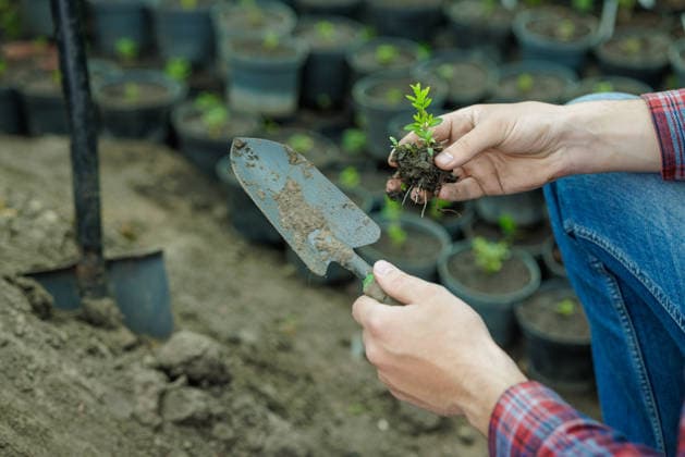 Hands holding seedling and trowel, ready for planting in garden nursery. Close-up of hands holding young seedling and garden trowel, preparing to plant sapling in greenhouse soil bed., 96797342.jpg RECORD DATE NOT STATED