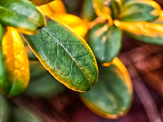 Creative Highlights World Close-up view of leaves illuminated by sunset in a garden showcasing nature s vibrant colors Vibrant green leaves catch the warm glow of sunset light, highlighting their texture and shape in a tranquil garden setting., 96926360.jpg RECORD DATE NOT STATED