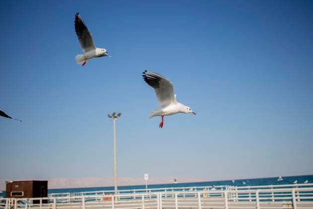 Daily Life on Irans Kish Island Seagulls fly over the Persian Gulf and a recreational pier on Kish Island, Iran, on October 17, 2017. Kish Island, a free trade zone in the Persian Gulf, is a tourist destination known for its shopping malls, beaches, and resort hotels. Kish Island Hormozgan Iran Copyright: xArashxOskoeeix