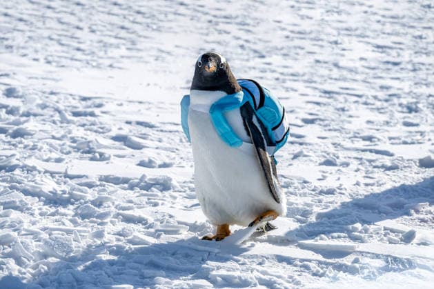 DAQING, CHINA - DECEMBER 27: Backpack-wearing penguin from Harbin Polarland makes appearance during a winter fishing event of a Nadam fair on the frozen Lianhuan Lake on December 27, 2025 in Mongolian Autonomous County of Dorbod, Daqing City, Heilongjiang Province of China. The ice and snow Nadam fair featuring winter fishing kicked off here on December 27.  Copyright: xVCGx 111612226259