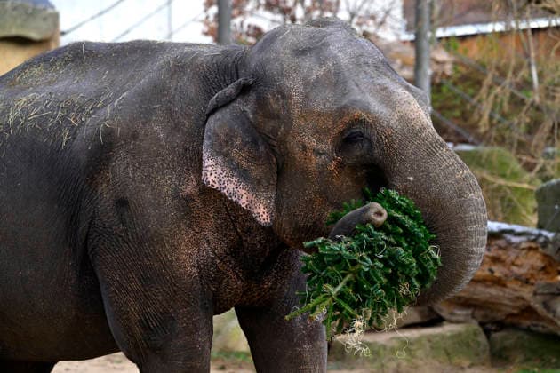 Christmas gift to the animals - feeding Christmas trees to animals at the zoo in Prague, Czech Republic, December 29, 2025. The animals at Prague Zoological Garden enjoy Christmas trees donated to the zoo by sellers who had not sold them before the holidays. (CTKxPhoto KaterinaxSulova) CTKPhotoP2025122902742  CTKPhotoP2025122902742