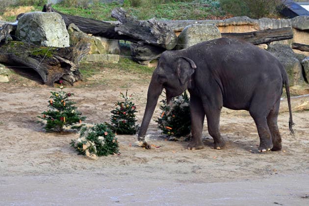 Christmas gift to the animals - feeding Christmas trees to animals at the zoo in Prague, Czech Republic, December 29, 2025. The animals at Prague Zoological Garden enjoy Christmas trees donated to the zoo by sellers who had not sold them before the holidays. (CTKxPhoto KaterinaxSulova) CTKPhotoP2025122902743  CTKPhotoP2025122902743