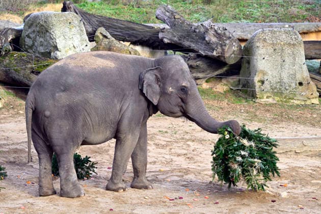Christmas gift to the animals - feeding Christmas trees to animals at the zoo in Prague, Czech Republic, December 29, 2025. The animals at Prague Zoological Garden enjoy Christmas trees donated to the zoo by sellers who had not sold them before the holidays. (CTKxPhoto KaterinaxSulova) CTKPhotoP2025122902788  CTKPhotoP2025122902788