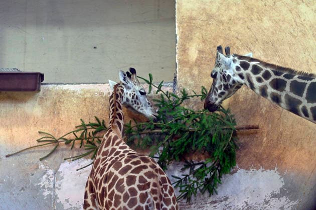 Christmas gift to the animals - feeding Christmas trees to animals at the zoo in Prague, Czech Republic, December 29, 2025. The animals at Prague Zoological Garden enjoy Christmas trees donated to the zoo by sellers who had not sold them before the holidays. (CTKxPhoto KaterinaxSulova) CTKPhotoP2025122902789  CTKPhotoP2025122902789