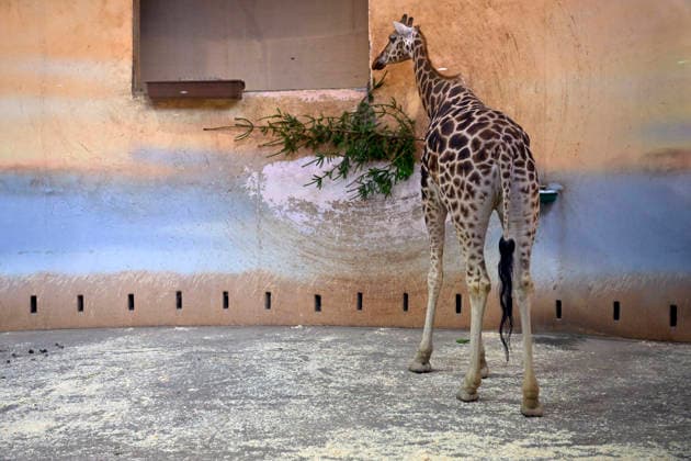 Christmas gift to the animals - feeding Christmas trees to animals at the zoo in Prague, Czech Republic, December 29, 2025. The animals at Prague Zoological Garden enjoy Christmas trees donated to the zoo by sellers who had not sold them before the holidays. (CTKxPhoto KaterinaxSulova) CTKPhotoP2025122902841  CTKPhotoP2025122902841