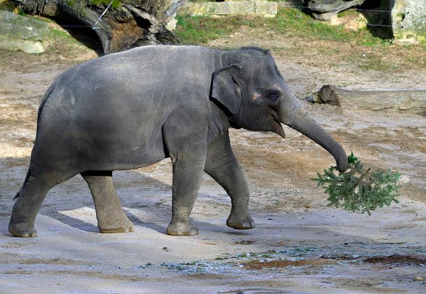 Christmas gift to the animals - feeding Christmas trees to animals at the zoo in Prague, Czech Republic, December 29, 2025. The animals at Prague Zoological Garden enjoy Christmas trees donated to the zoo by sellers who had not sold them before the holidays. (CTKxPhoto KaterinaxSulova) CTKPhotoP2025122902875  CTKPhotoP2025122902875
