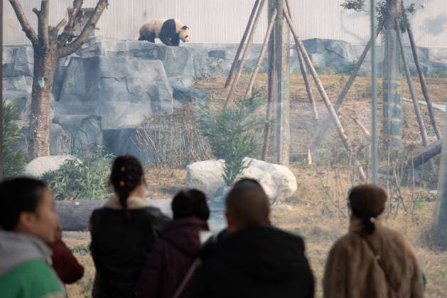 (251229) -- CHENGDU, Dec. 29, 2025 -- Tourists visit the Mianyang base of China Conservation and Research Center for the Giant Panda (CCRCGP) in Mianyang City, southwest China s Sichuan Province, Dec. 29, 2025. The Mianyang base of CCRCGP started its trial operation to receive public visitors on Monday. China has launched the Mianyang base, which covers an area of about 120 hectares, in Sichuan to bolster panda breeding, as well as research and international communication on its famed native species, expanding the CCRCGP to five sites nationwide. ) (SichuanMosaics) CHINA-SICHUAN-MIANYANG-GIANT PANDA-NEW BASE-PUBLIC VISIT (CN) XuxBingjie 