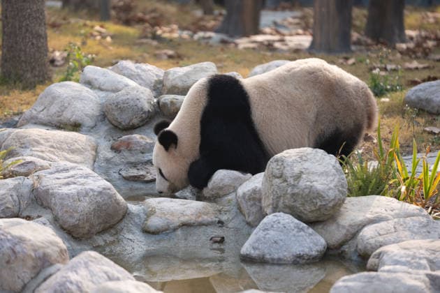 (251229) -- CHENGDU, Dec. 29, 2025 -- Giant panda Feng Yi is pictured at the Mianyang base of China Conservation and Research Center for the Giant Panda (CCRCGP) in Mianyang City, southwest China s Sichuan Province, Dec. 29, 2025. The Mianyang base of CCRCGP started its trial operation to receive public visitors on Monday. China has launched the Mianyang base, which covers an area of about 120 hectares, in Sichuan to bolster panda breeding, as well as research and international communication on its famed native species, expanding the CCRCGP to five sites nationwide. ) (SichuanMosaics) CHINA-SICHUAN-MIANYANG-GIANT PANDA-NEW BASE-PUBLIC VISIT (CN) XuxBingjie 