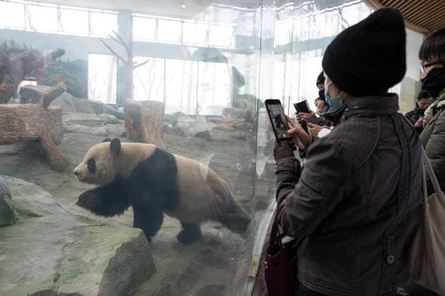 (251229) -- CHENGDU, Dec. 29, 2025 -- Tourists take pictures of giant panda Bing Zai at the Mianyang base of China Conservation and Research Center for the Giant Panda (CCRCGP) in Mianyang City, southwest China s Sichuan Province, Dec. 29, 2025. The Mianyang base of CCRCGP started its trial operation to receive public visitors on Monday. China has launched the Mianyang base, which covers an area of about 120 hectares, in Sichuan to bolster panda breeding, as well as research and international communication on its famed native species, expanding the CCRCGP to five sites nationwide. ) (SichuanMosaics) CHINA-SICHUAN-MIANYANG-GIANT PANDA-NEW BASE-PUBLIC VISIT (CN) XuxBingjie 