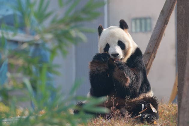 (251229) -- CHENGDU, Dec. 29, 2025 -- Giant panda Fu Wa is pictured at the Mianyang base of China Conservation and Research Center for the Giant Panda (CCRCGP) in Mianyang City, southwest China s Sichuan Province, Dec. 29, 2025. The Mianyang base of CCRCGP started its trial operation to receive public visitors on Monday. China has launched the Mianyang base, which covers an area of about 120 hectares, in Sichuan to bolster panda breeding, as well as research and international communication on its famed native species, expanding the CCRCGP to five sites nationwide. ) (SichuanMosaics) CHINA-SICHUAN-MIANYANG-GIANT PANDA-NEW BASE-PUBLIC VISIT (CN) ChenxJuwei 