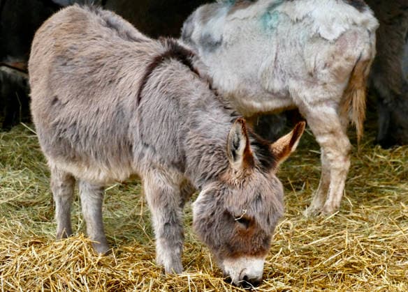 Seasonal weather, Island Farm donkeys on a cold grey day Donkeys out in their paddocks on a cold, grey day in the countryside. Island Farm Donkey Sanctuary is a registered charity that cares for ill-treated and neglected donkeys and other animals. They currently have over 100 donkeys that we they for passionately. The first donkeys arrived in the late Eighties and this initial rescue work was privately funded In 1997 the Sanctuary became affiliated to a charity allowing the rescue work to continue while fund raising and promotion could began in earnest with appearances at country shows, steam rallies and village fetes. This initial period was invaluable because it gave the chance to prove that the Sanctuary could be run as a business while  Copyright: xGeoffreyxSwainex xAvalonx 1062160204