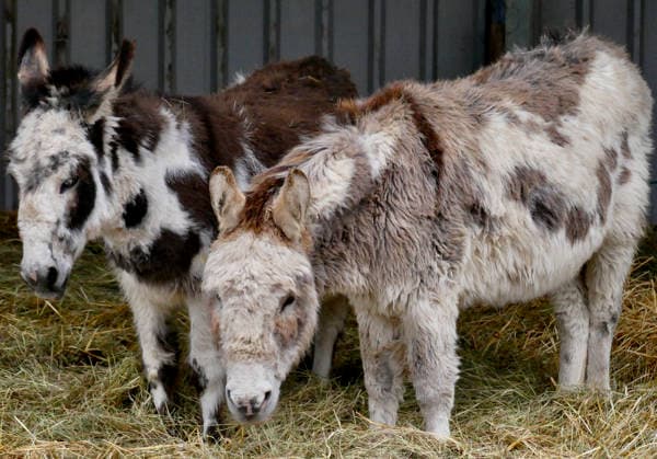 Seasonal weather, Island Farm donkeys on a cold grey day Donkeys out in their paddocks on a cold, grey day in the countryside. Island Farm Donkey Sanctuary is a registered charity that cares for ill-treated and neglected donkeys and other animals. They currently have over 100 donkeys that we they for passionately. The first donkeys arrived in the late Eighties and this initial rescue work was privately funded In 1997 the Sanctuary became affiliated to a charity allowing the rescue work to continue while fund raising and promotion could began in earnest with appearances at country shows, steam rallies and village fetes. This initial period was invaluable because it gave the chance to prove that the Sanctuary could be run as a business while  Copyright: xGeoffreyxSwainex xAvalonx 1062160274