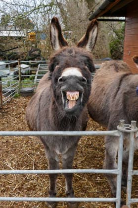 Seasonal weather, Island Farm donkeys on a cold grey day Donkeys out in their paddocks on a cold, grey day in the countryside. Island Farm Donkey Sanctuary is a registered charity that cares for ill-treated and neglected donkeys and other animals. They currently have over 100 donkeys that we they for passionately. The first donkeys arrived in the late Eighties and this initial rescue work was privately funded In 1997 the Sanctuary became affiliated to a charity allowing the rescue work to continue while fund raising and promotion could began in earnest with appearances at country shows, steam rallies and village fetes. This initial period was invaluable because it gave the chance to prove that the Sanctuary could be run as a business while  Copyright: xGeoffreyxSwainex xAvalonx 1062160469