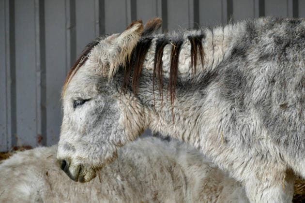 Seasonal weather, Island Farm donkeys on a cold grey day Donkeys out in their paddocks on a cold, grey day in the countryside. Island Farm Donkey Sanctuary is a registered charity that cares for ill-treated and neglected donkeys and other animals. They currently have over 100 donkeys that we they for passionately. The first donkeys arrived in the late Eighties and this initial rescue work was privately funded In 1997 the Sanctuary became affiliated to a charity allowing the rescue work to continue while fund raising and promotion could began in earnest with appearances at country shows, steam rallies and village fetes. This initial period was invaluable because it gave the chance to prove that the Sanctuary could be run as a business while  Copyright: xGeoffreyxSwainex xAvalonx 1062160709