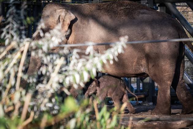AMSTERDAM - The newborn elephant calf, Mook Uhm, at Artis Zoo, is going outside for the first time. The Asian elephant calf was born on Christmas Eve. ANP DINGENA MOL netherlands out - belgium out  Copyright: xx x546027672x originalFilename: 546027672.jpg