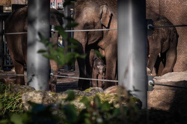 AMSTERDAM - The newborn elephant calf, Mook Uhm, at Artis Zoo, is going outside for the first time. The Asian elephant calf was born on Christmas Eve. ANP DINGENA MOL netherlands out - belgium out  Copyright: xx x546027691x originalFilename: 546027691.jpg