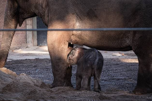 AMSTERDAM - The newborn elephant calf, Mook Uhm, at Artis Zoo, is going outside for the first time. The Asian elephant calf was born on Christmas Eve. ANP DINGENA MOL netherlands out - belgium out  Copyright: xx x546027733x originalFilename: 546027733.jpg