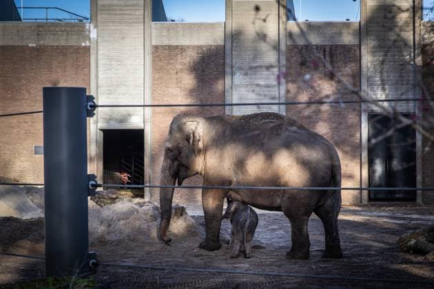 AMSTERDAM - The newborn elephant calf, Mook Uhm, at Artis Zoo, is going outside for the first time. The Asian elephant calf was born on Christmas Eve. ANP DINGENA MOL netherlands out - belgium out  Copyright: xx x546027797x originalFilename: 546027797.jpg