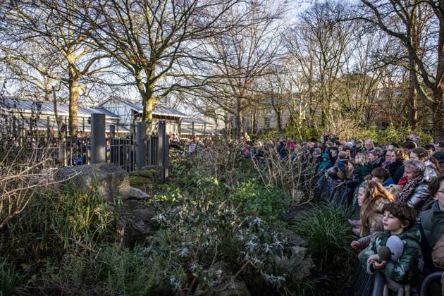 AMSTERDAM - Spectators watch the newborn elephant calf Mook Uhm at Artis Zoo as it makes its first outdoor appearance. The Asian elephant calf was born on Christmas Eve. ANP DINGENA MOL netherlands out - belgium out  Copyright: xx x546027917x originalFilename: 546027917.jpg