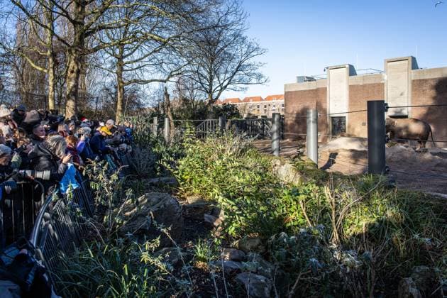 AMSTERDAM - Spectators watch the newborn elephant calf Mook Uhm at Artis Zoo as it makes its first outdoor appearance. The Asian elephant calf was born on Christmas Eve. ANP DINGENA MOL netherlands out - belgium out  Copyright: xx x546028052x originalFilename: 546028052.jpg