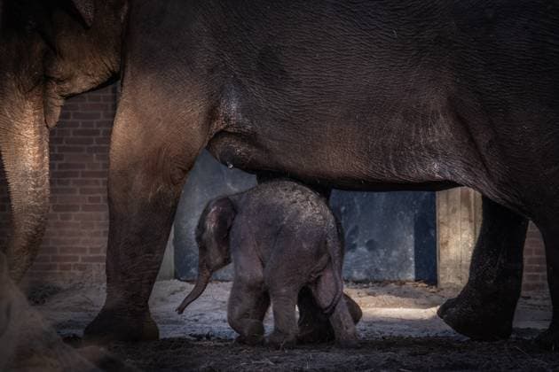 AMSTERDAM - The newborn elephant calf, Mook Uhm, at Artis Zoo, is going outside for the first time. The Asian elephant calf was born on Christmas Eve. ANP DINGENA MOL netherlands out - belgium out  Copyright: xx x546028276x originalFilename: 546028276.jpg