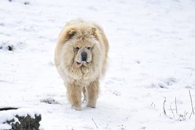 Snowfall in Ankara ANKARA, TURKIYE - JANUARY 01: A dog is seen at Segmenler Park after snowfall in Ankara, Turkiye on January 01, 2026. Ismail Kaplan Anadolu Ankara Turkey. Editorial use only. Please get in touch for any other usage.  Copyright: x2026xAnadoluxIsmailxKaplanx