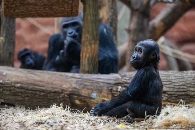Gorilla baby Mobi celebrates her second birthday on 3 January 2026, Prague zoo, Czech Republic. The Prague Zoo has prepared a special program to celebrate second birthday of Mobi, a female gorilla. Mobi got a puzzle with nuts for her birthday. (CTKxPhoto VitxSimanek) CTKPhotoP2026010302056  CTKPhotoP2026010302056