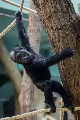 Gorilla baby Mobi celebrates her second birthday on 3 January 2026, Prague zoo, Czech Republic. The Prague Zoo has prepared a special program to celebrate second birthday of Mobi, a female gorilla. Mobi got a puzzle with nuts for her birthday. (CTKxPhoto VitxSimanek) CTKPhotoP2026010302078  CTKPhotoP2026010302078