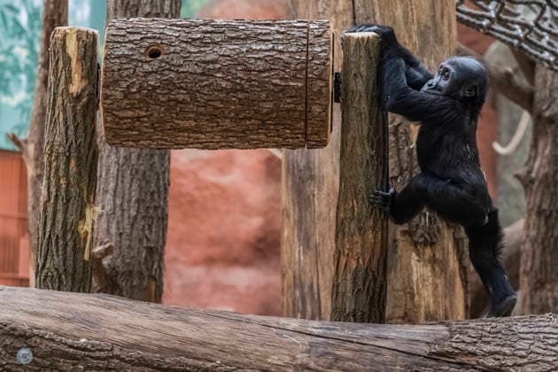Gorilla baby Mobi celebrates her second birthday on 3 January 2026, Prague zoo, Czech Republic. The Prague Zoo has prepared a special program to celebrate second birthday of Mobi, a female gorilla. Mobi got a puzzle with nuts for her birthday. (CTKxPhoto VitxSimanek) CTKPhotoP2026010302102  CTKPhotoP2026010302102