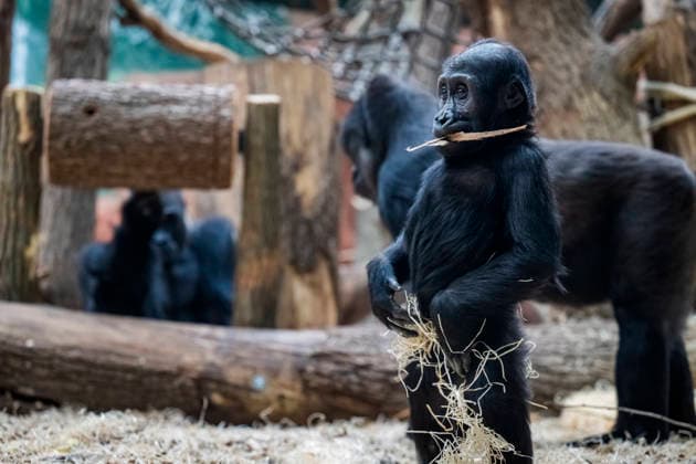 Gorilla baby Mobi celebrates her second birthday on 3 January 2026, Prague zoo, Czech Republic. The Prague Zoo has prepared a special program to celebrate second birthday of Mobi, a female gorilla. Mobi got a puzzle with nuts for her birthday. (CTKxPhoto VitxSimanek) CTKPhotoP2026010302119  CTKPhotoP2026010302119