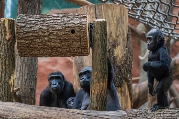 Gorilla baby Mobi (right) celebrates her second birthday on 3 January 2026, Prague zoo, Czech Republic. The Prague Zoo has prepared a special program to celebrate second birthday of Mobi, a female gorilla. Mobi got a puzzle with nuts for her birthday. (CTKxPhoto VitxSimanek) CTKPhotoP2026010302142  CTKPhotoP2026010302142
