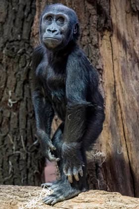 Gorilla baby Mobi celebrates her second birthday on 3 January 2026, Prague zoo, Czech Republic. The Prague Zoo has prepared a special program to celebrate second birthday of Mobi, a female gorilla. Mobi got a puzzle with nuts for her birthday. (CTKxPhoto VitxSimanek) CTKPhotoP2026010302163  CTKPhotoP2026010302163