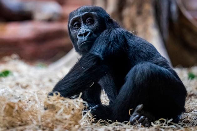 Gorilla baby Mobi celebrates her second birthday on 3 January 2026, Prague zoo, Czech Republic. The Prague Zoo has prepared a special program to celebrate second birthday of Mobi, a female gorilla. Mobi got a puzzle with nuts for her birthday. (CTKxPhoto VitxSimanek) CTKPhotoP2026010302188  CTKPhotoP2026010302188