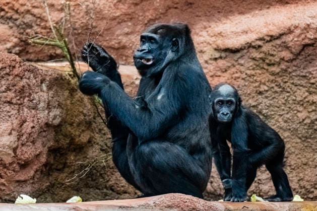 Gorilla baby Mobi, right, with mother Duni celebrates her second birthday on 3 January 2026, Prague zoo, Czech Republic. The Prague Zoo has prepared a special program to celebrate second birthday of Mobi, a female gorilla. Mobi got a puzzle with nuts for her birthday. (CTKxPhoto VitxSimanek) CTKPhotoP2026010302221  CTKPhotoP2026010302221