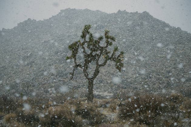 Kalendermotive: Joshua Tree National Park Joshua Trees Amid A Rare Desert Snowstorm United States, California, Joshua Tree CR_GASU260104E-1930127-01