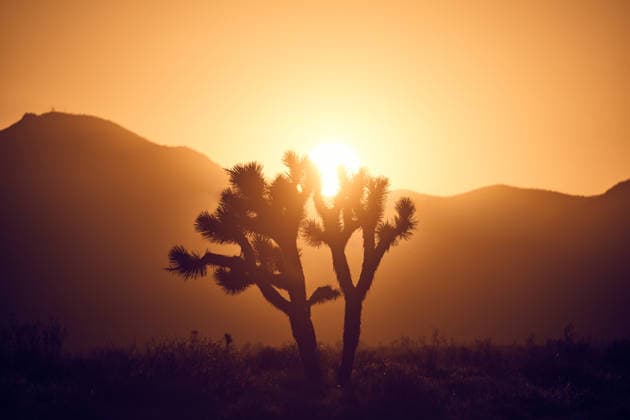 Kalendermotive: Joshua Tree National Park Joshua Tree Silhouetted Against Brilliant Sunset United States, California, Joshua Tree CR_GASU260104E-1930149-01