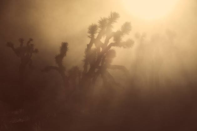 Kalendermotive: Joshua Tree National Park Joshua Trees Silhouetted Against Dusty Sunset United States, California, Joshua Tree CR_GASU260104E-1930168-01