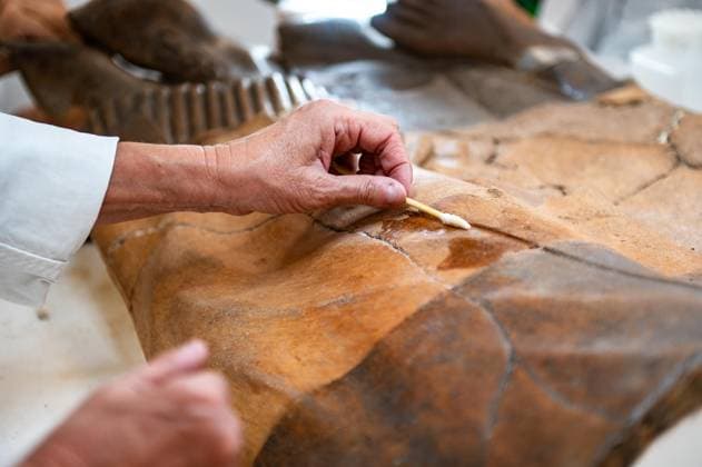 **NO WEB OR NEWSPAPERS ONLY FOR ITALY** Restoration of the Sarcophagus of the Etruscan Spouses at the National Etruscan Museum of Villa Giulia  Copyright: xRomax xipa-agency.netx xRomax IPA_Agency_IPA69712476
