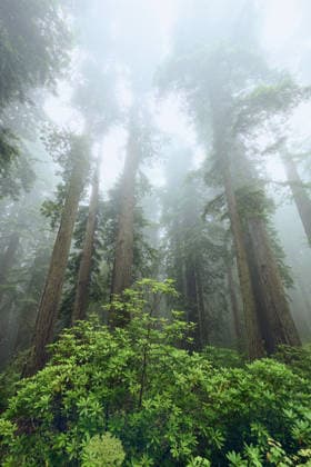 Creative Highlights World California Coastal Redwoods Towering in the Forest United States, California, Crescent City CR_GASU260104G-1930459-01
