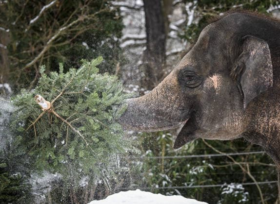 Berlin Zoo residents feast on Christmas trees BERLIN, GERMANY - JANUARY 5: Elephants of the Zoologischer Garten Zoo enjoy a festive feast with leftover Christmas trees, as zoo staff offered unsold trees from the holiday season to several animals in Berlin, Germany on January 5, 2026. Halil Sagirkaya Anadolu Berlin Germany. Editorial use only. Please get in touch for any other usage.  Copyright: x2026xAnadoluxHalilxSagirkayax