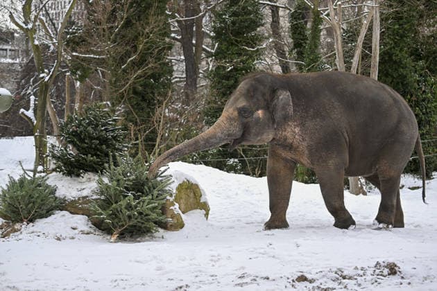 Berlin Zoo residents feast on Christmas trees BERLIN, GERMANY - JANUARY 5: Elephants of the Zoologischer Garten Zoo enjoy a festive feast with leftover Christmas trees, as zoo staff offered unsold trees from the holiday season to several animals in Berlin, Germany on January 5, 2026. Halil Sagirkaya Anadolu Berlin Germany. Editorial use only. Please get in touch for any other usage.  Copyright: x2026xAnadoluxHalilxSagirkayax