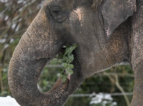 Berlin Zoo residents feast on Christmas trees BERLIN, GERMANY - JANUARY 5: Elephants of the Zoologischer Garten Zoo enjoy a festive feast with leftover Christmas trees, as zoo staff offered unsold trees from the holiday season to several animals in Berlin, Germany on January 5, 2026. Halil Sagirkaya Anadolu Berlin Germany. Editorial use only. Please get in touch for any other usage.  Copyright: x2026xAnadoluxHalilxSagirkayax