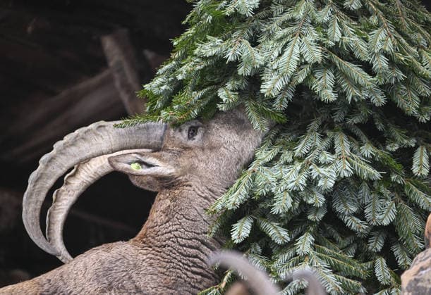 Berlin Zoo residents feast on Christmas trees BERLIN, GERMANY - JANUARY 5: Siberian ibex of the Zoologischer Garten Zoo enjoy a festive feast with leftover Christmas trees, as zoo staff offered unsold trees from the holiday season to several animals in Berlin, Germany on January 5, 2026. Halil Sagirkaya Anadolu Berlin Germany. Editorial use only. Please get in touch for any other usage.  Copyright: x2026xAnadoluxHalilxSagirkayax